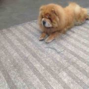 24岁女演员去洗头被杀!与店老板起冲突被掐死