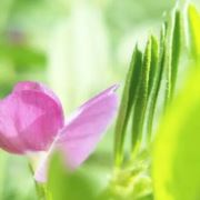 24岁女演员去洗头被杀!与店老板起冲突被掐死